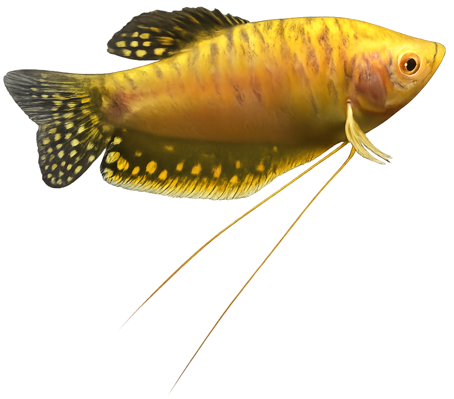 Trichopterus Gold